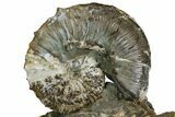 Fossil Ammonites (Hoploscaphites & Sphenodiscus) - South Dakota #137273-2